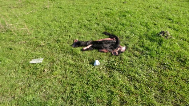 Foto - Boş arazideki endişelendiren görüntü ekipleri harekete geçirdi!