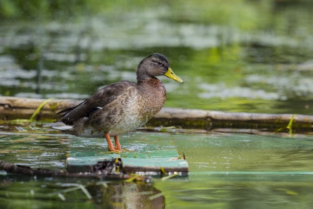 Foto - Bosna Hersek'teki Una Milli Parkı'na turist akını