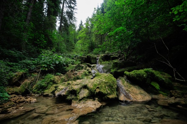 Foto - Bosna Hersek'ten üzücü haber! Kuruma tehlikesiyle karşı karşıya