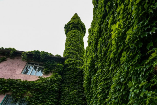 Foto - Botanik bahçesi gibi cami