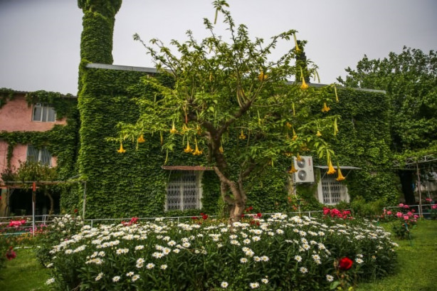 Foto - Botanik bahçesi gibi cami