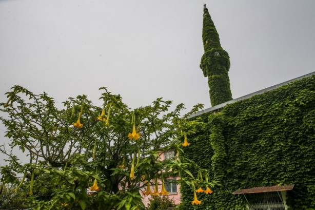 Foto - Botanik bahçesi gibi cami