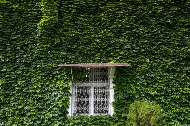 Foto - Botanik bahçesi gibi cami