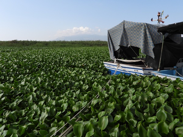 Foto - Boyları 1 metreyi buldu! Asi Nehri'ni esir aldılar