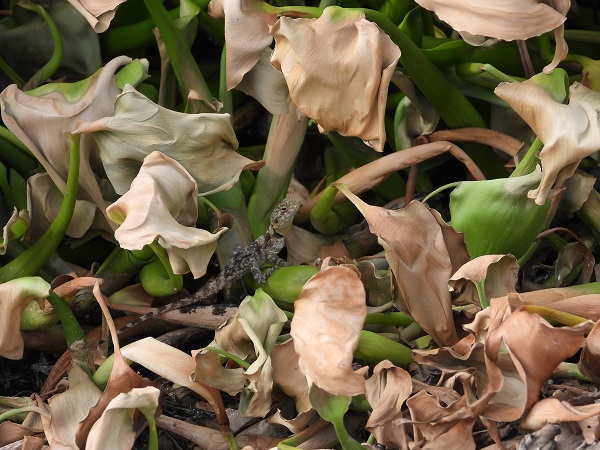 Foto - Boyları 1 metreyi buldu! Asi Nehri'ni esir aldılar