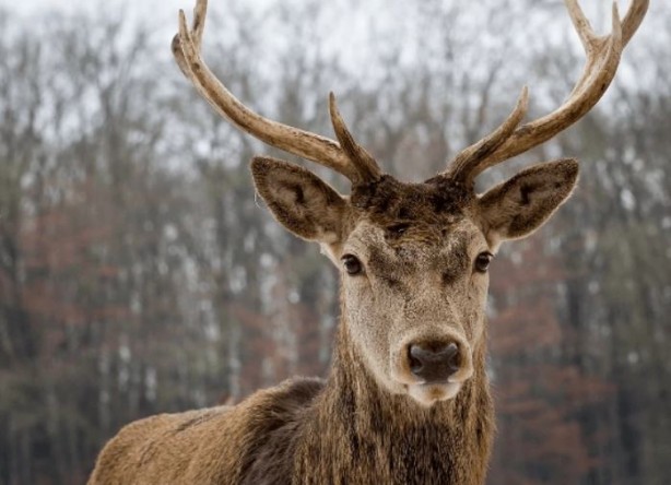 Foto - Böyle anket görülmedi! İrlanda'nın yüzde 86'sı bakın ne istiyor