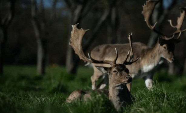 Böyle anket görülmedi! İrlanda'nın yüzde 86'sı bakın ne istiyor