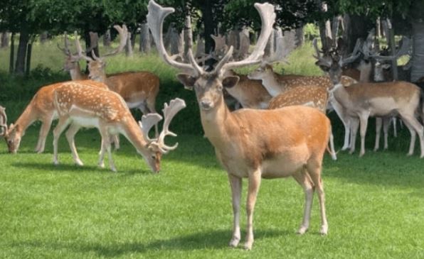 Foto - Böyle anket görülmedi! İrlanda'nın yüzde 86'sı bakın ne istiyor
