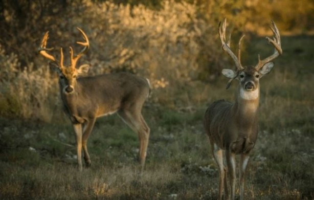 Foto - Böyle anket görülmedi! İrlanda'nın yüzde 86'sı bakın ne istiyor
