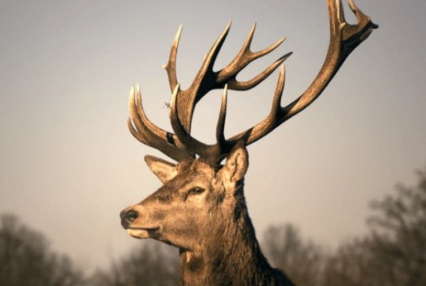 Foto - Böyle anket görülmedi! İrlanda'nın yüzde 86'sı bakın ne istiyor