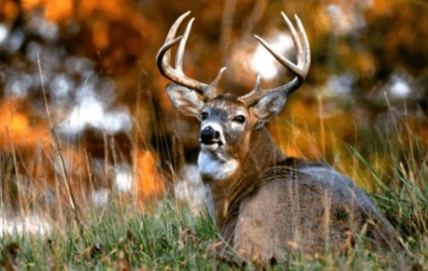 Foto - Böyle anket görülmedi! İrlanda'nın yüzde 86'sı bakın ne istiyor