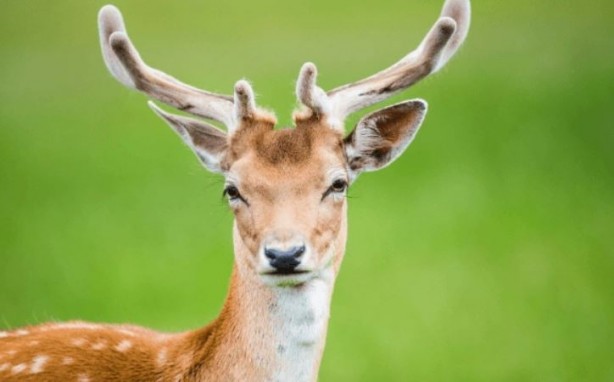 Foto - Böyle anket görülmedi! İrlanda'nın yüzde 86'sı bakın ne istiyor