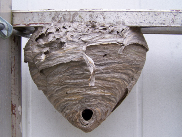 Böyle arı kovanı gördünüz mü? Çok şaşıracaksınız!