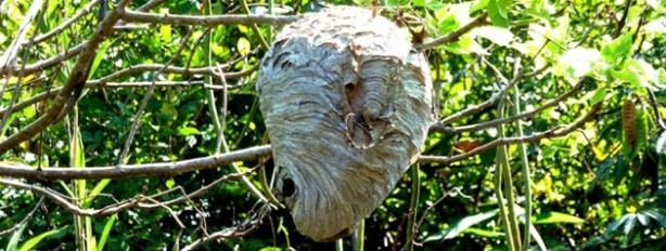 Foto - Böyle arı kovanı gördünüz mü? Çok şaşıracaksınız!