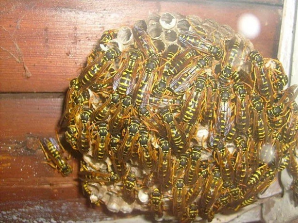 Foto - Böyle arı kovanı gördünüz mü? Çok şaşıracaksınız!