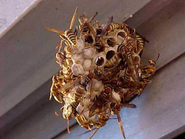 Foto - Böyle arı kovanı gördünüz mü? Çok şaşıracaksınız!