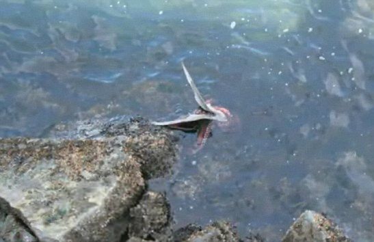 Foto - Böyle bir av gördünüz mü?