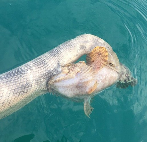 Foto - Böyle bir av gördünüz mü?