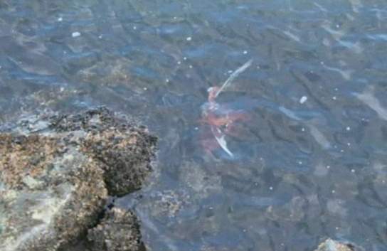 Foto - Böyle bir av gördünüz mü?