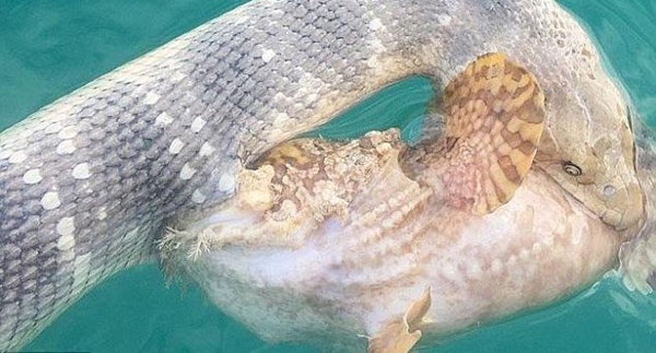 Böyle bir av gördünüz mü?