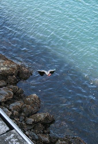 Foto - Böyle bir av gördünüz mü?