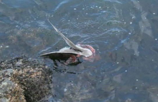 Foto - Böyle bir av gördünüz mü?