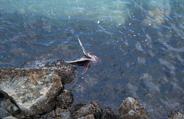 Foto - Böyle bir av gördünüz mü?