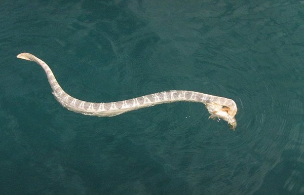 Foto - Böyle bir av gördünüz mü?