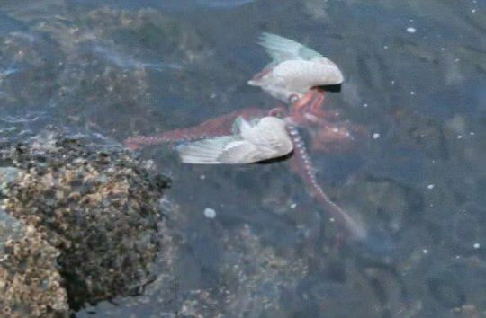 Foto - Böyle bir av gördünüz mü?