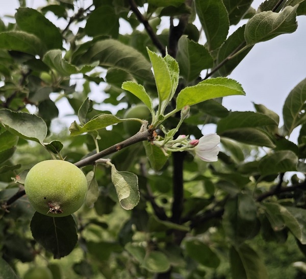 Foto - Böyle bir şey daha önce görülmedi! Şaşkınlıktan ne yapacağını şaşırdı