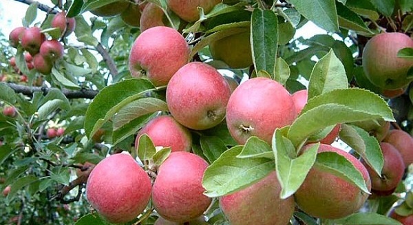 Foto - Böyle bir şey daha önce görülmedi! Şaşkınlıktan ne yapacağını şaşırdı