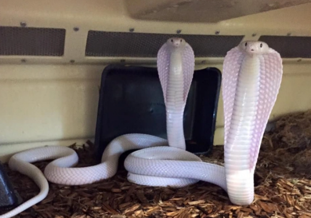Foto - Böyle bir yılan uzun zamandır ortada yoktu! Görünce apar topar yetkilileri çağırdılar