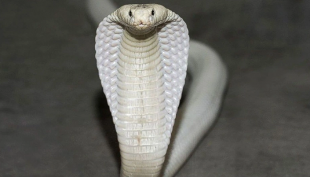 Böyle bir yılan uzun zamandır ortada yoktu! Görünce apar topar yetkilileri çağırdılar