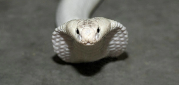 Foto - Böyle bir yılan uzun zamandır ortada yoktu! Görünce apar topar yetkilileri çağırdılar