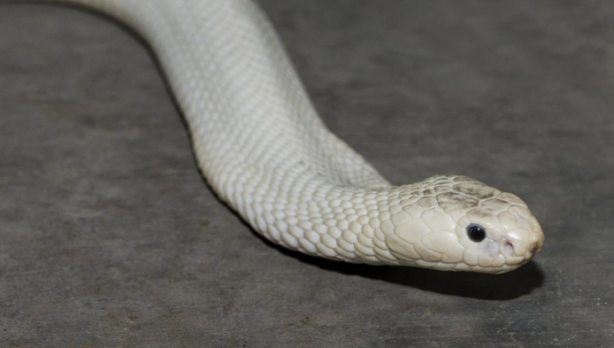 Foto - Böyle bir yılan uzun zamandır ortada yoktu! Görünce apar topar yetkilileri çağırdılar