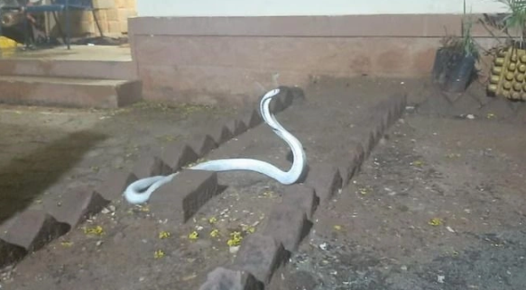 Foto - Böyle bir yılan uzun zamandır ortada yoktu! Görünce apar topar yetkilileri çağırdılar