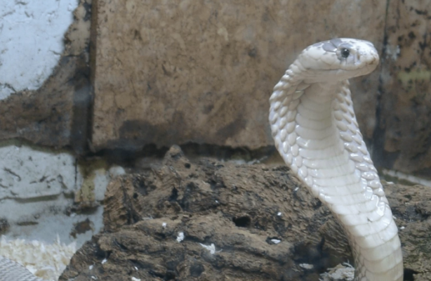 Foto - Böyle bir yılan uzun zamandır ortada yoktu! Görünce apar topar yetkilileri çağırdılar