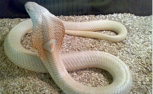 Foto - Böyle bir yılan uzun zamandır ortada yoktu! Görünce apar topar yetkilileri çağırdılar