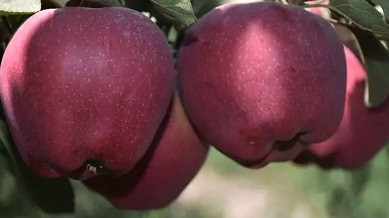 Foto - Böyle duyurdular: Türkiye bize ihanet etti, artık onlardan elma almayacağız