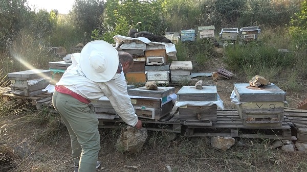 Foto - Böyle hırsızlık görülmedi | Bakın arılar nasıl çalındı!