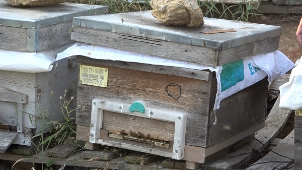 Foto - Böyle hırsızlık görülmedi | Bakın arılar nasıl çalındı!