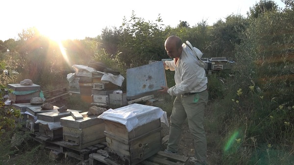 Foto - Böyle hırsızlık görülmedi | Bakın arılar nasıl çalındı!
