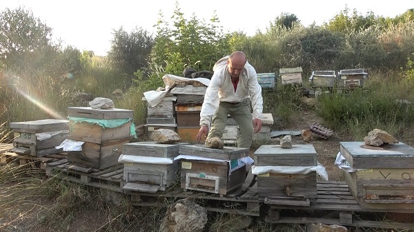 Foto - Böyle hırsızlık görülmedi | Bakın arılar nasıl çalındı!