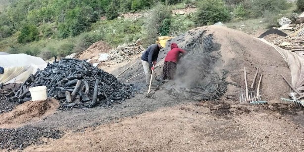 Foto - Böyle iş görülmedi! Ormana çıkıp topluyorlar, çuvallarla satıyorlar! Resmen paraya para demiyorlar
