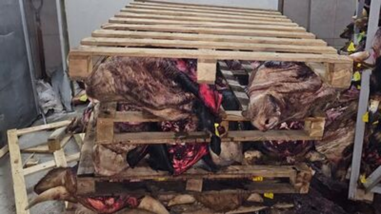 Foto - Böyle rezalet görülmedi! Bursa’da çürümüş kafalar, istiflenmiş halde bulundu