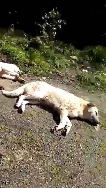 Foto - Böyle vicdansızlık görülmedi! Onlarca köpek boş arazide ölüme terk edildi