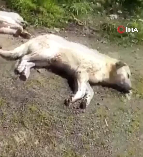 Foto - Böyle vicdansızlık görülmedi! Onlarca köpek boş arazide ölüme terk edildi
