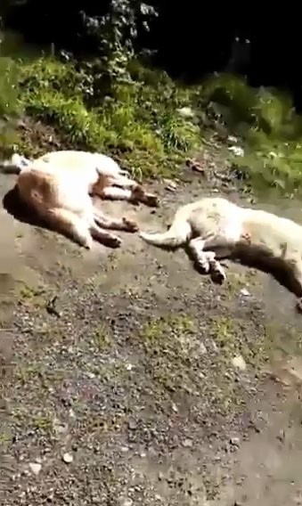 Foto - Böyle vicdansızlık görülmedi! Onlarca köpek boş arazide ölüme terk edildi