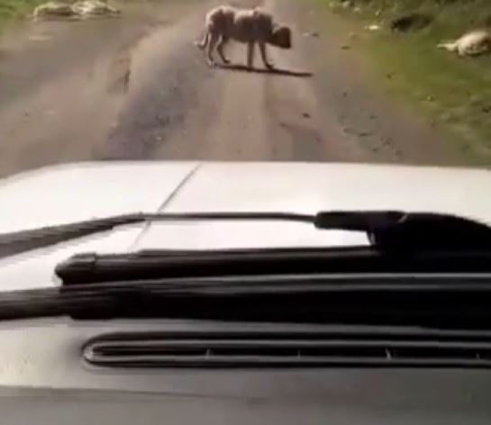 Foto - Böyle vicdansızlık görülmedi! Onlarca köpek boş arazide ölüme terk edildi