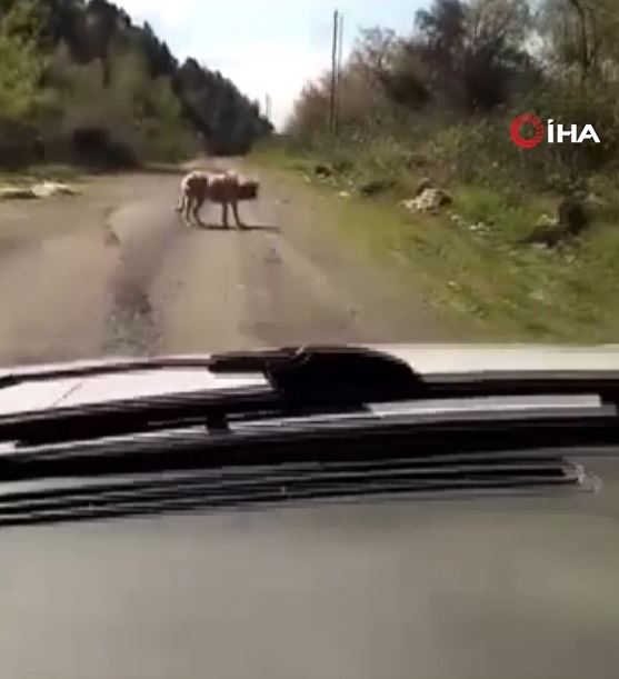 Foto - Böyle vicdansızlık görülmedi! Onlarca köpek boş arazide ölüme terk edildi